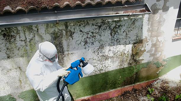 Top rated local Basement Mold Removal specialists in Morrisdale, PA